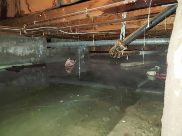 Best Carpet water damage restoration  in Graham, WA